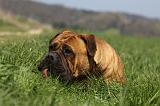 BULLMASTIFF 427